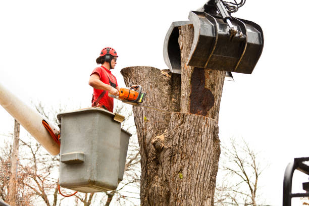 Best Root Management and Removal  in White Plains, NC